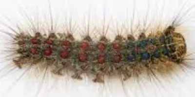 Spongy moth